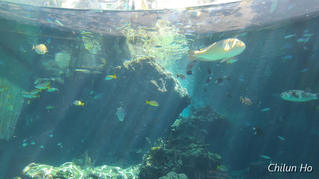 沖縄美ら海水族館